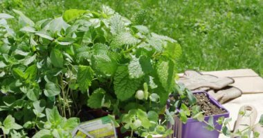 Herb seedlings and seed packets being readied to plant in the garden outside on a work table in the sunshine