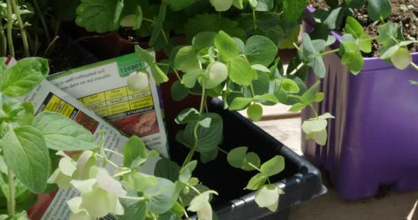 Herb Seedlings Seed Packets Being Readied Plant Garden Work Table — 图库视频影像