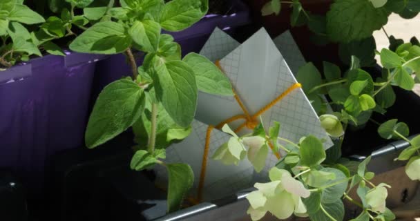 Plántulas Hierbas Paquetes Semillas Que Preparan Para Plantar Jardín Exterior — Vídeo de stock