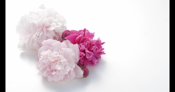 Peonies Light Dark Pink White — Stock Video