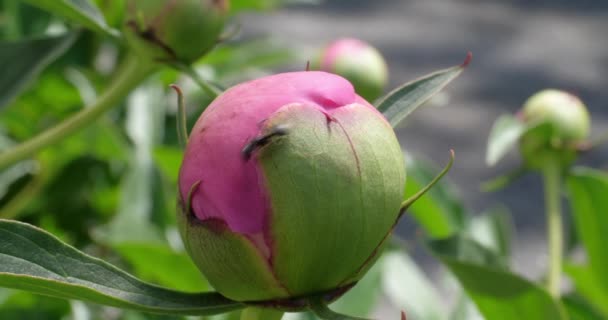 Pivoines Bourgeon Avec Une Fourmi — Video