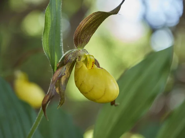 Uma Orquídea Florescente Selvagem Primavera Norte Americana Luz Solar Cypripedium — Fotografia de Stock