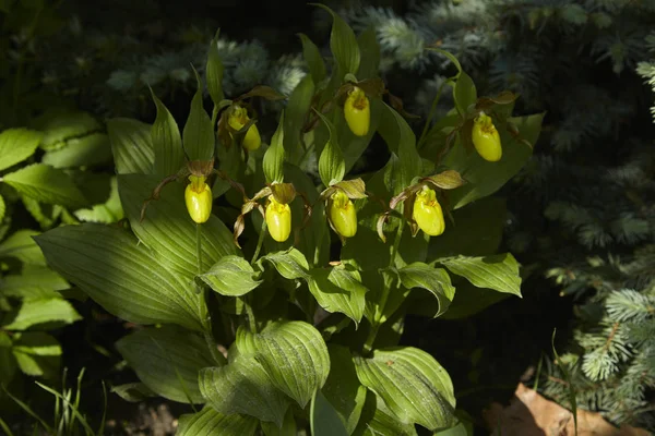 Uma Orquídea Florescente Selvagem Primavera Norte Americana Luz Solar Cypripedium — Fotografia de Stock