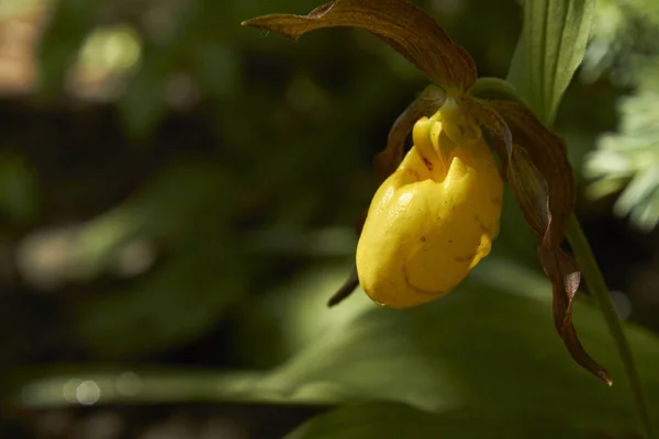 Kuzey Amerika 'da benekli gün ışığında açan vahşi bir bahar orkidesi, Cypripedium parviflorum, yaygın olarak Yellow Lady' s Slipper olarak bilinir.
