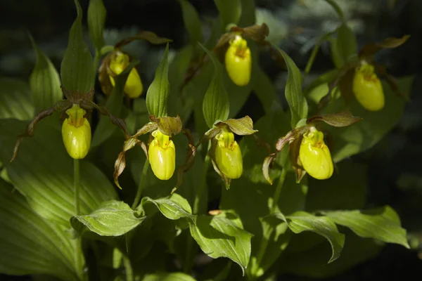 Uma Orquídea Florescente Selvagem Primavera Norte Americana Luz Solar Cypripedium — Fotografia de Stock