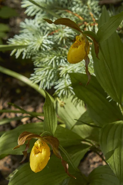 Uma Orquídea Florescente Selvagem Primavera Norte Americana Luz Solar Cypripedium — Fotografia de Stock