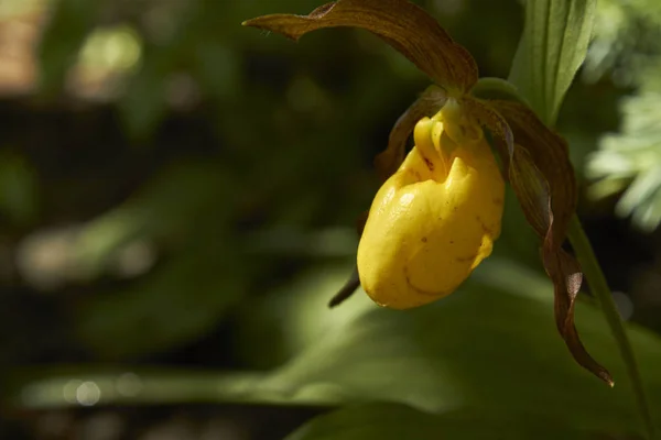 Cypripedium Parviflorum Eine Wild Blühende Orchidee Aus Nordamerika Die Bei lizenzfreie Stockbilder
