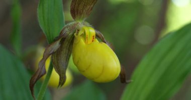 Vahşi bir Kuzey Amerika bahar orkidesi benekli gün ışığında çiçek açıyor, Lady 's Slipper