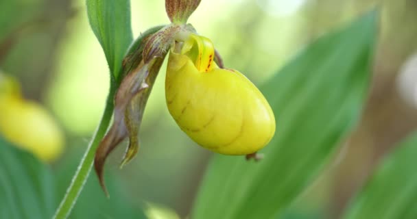 Divoká Severoamerická Jarní Orchidej Tečkovaném Slunečním Svitu Lady Slipper — Stock video