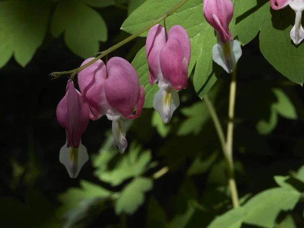 Uma Flor Coração Sangrando Florescendo Primavera Também Conhecido Como Lamprocapnos — Fotografia de Stock