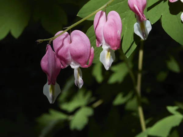 Uma Flor Coração Sangrando Florescendo Primavera Também Conhecido Como Lamprocapnos — Fotografia de Stock