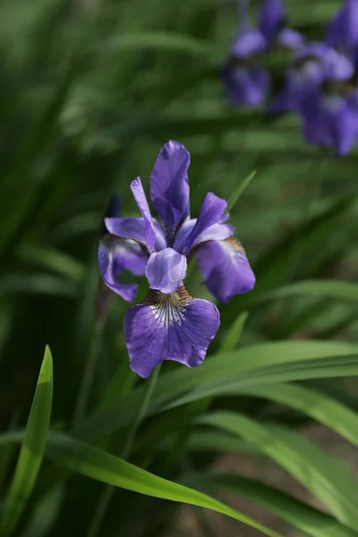 Sibirya İrisi, benekli gün ışığında bahçede çiçek açar..