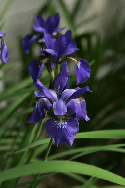 Iride Siberiana Fiorisce Giardino Sotto Sole — Foto Stock