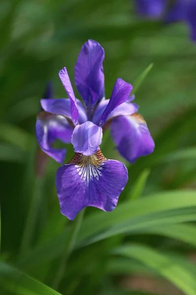 Iris Siberiano Florece Jardín Bajo Sol Moteado —  Fotos de Stock