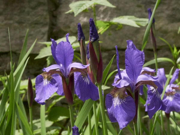 Sibirya İrisi, benekli gün ışığında bahçede çiçek açar..