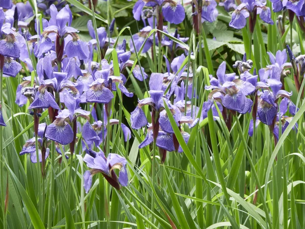 Iris Sibérien Fleurit Dans Jardin Sous Soleil Tamisé Images De Stock Libres De Droits