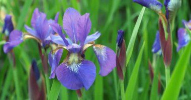 Sibirya İrisi, benekli gün ışığında bahçede çiçek açar..