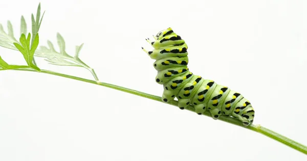 Black Swallowtail Papilio Polyxenes Caterpillar Eating Carrot Top Leaves Garden — Stock Photo, Image