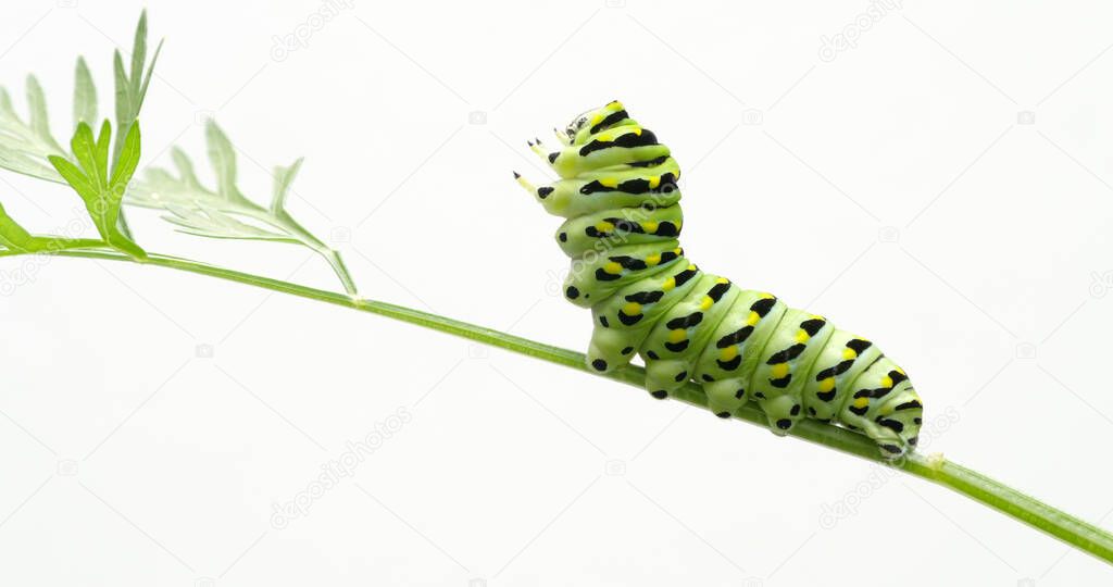 A black swallowtail, papilio polyxenes, caterpillar eating carrot top leaves in a garden