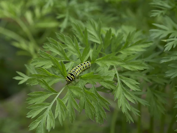 Černý Frňák Papilio Polyxenes Housenka Pojídající Mrkvové Listy Zahradě — Stock fotografie