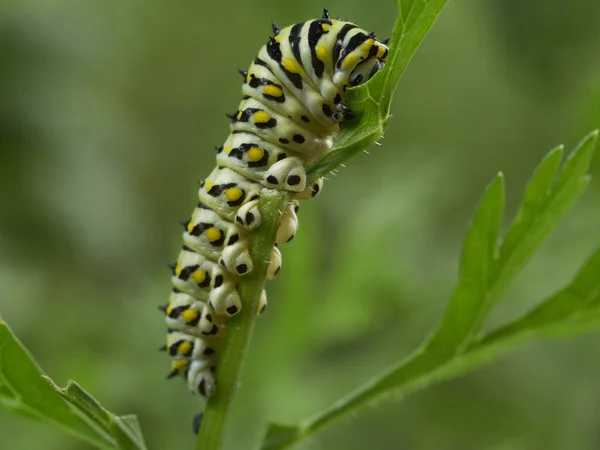 Černý Frňák Papilio Polyxenes Housenka Pojídající Mrkvové Listy Zahradě — Stock fotografie