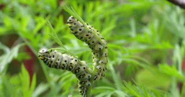 Siyah bir kırlangıç, papilio polixen, bahçede havuç yiyen tırtıl.
