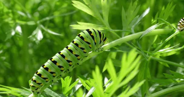 Une Hirondelle Noire Papilio Polyxènes Chenille Mangeant Des Feuilles Supérieures — Video