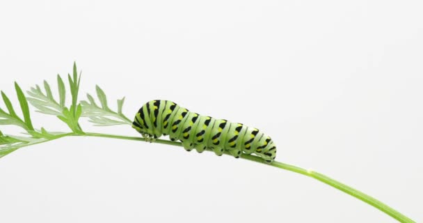 Een Zwarte Zwaluwstaart Papilio Polyxenen Rups Etend Wortelblad Een Tuin — Stockvideo