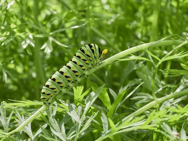 Černý Frňák Papilio Polyxenes Housenka Pojídající Mrkvové Listy Zelenkavé Zahradě — Stock fotografie