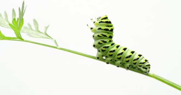 Ein Schwarzer Schwalbenschwanz Papilio Polyxene Raupe Frisst Karottenblätter Einem Garten — Stockvideo