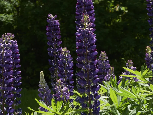 Bahçedeki lupin çiçeklerinin yakın çekimi.
