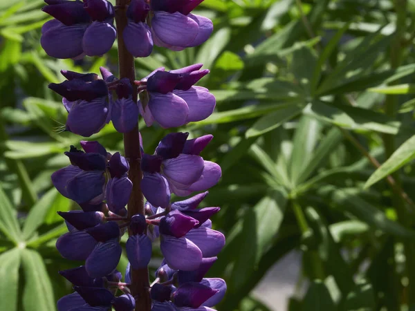 Close Shot Lupin Flowers Garden — 스톡 사진