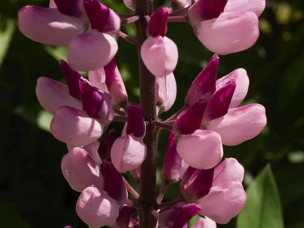 Bahçedeki lupin çiçeklerinin yakın çekimi.