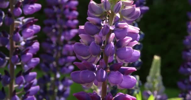 Colpo Vicino Dei Fiori Del Lupino Nel Giardino Ape Con — Video Stock