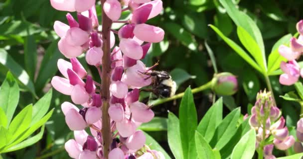 Close Shot Lupin Flowers Garden Bee Long Proboscis — Stock Video