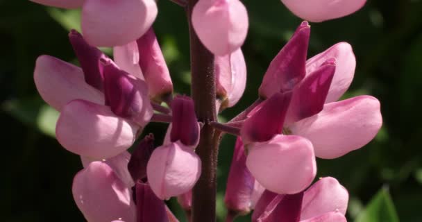 Bahçedeki Lupin Çiçeklerinin Yakın Çekimi Uzun Hortumlu Bir Arı — Stok video