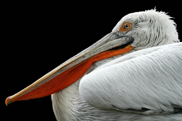 Pelican на черном фоне — стоковое фото