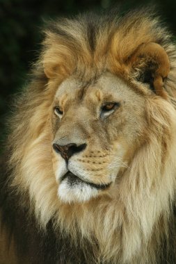 Aslan portre
