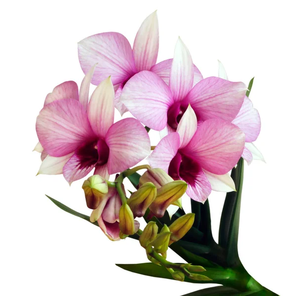 Mooie Orchidee Geïsoleerd Witte Achtergrond — Stockfoto