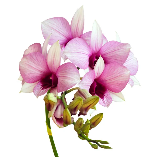 Krásná Orchidej Izolované Bílém Pozadí — Stock fotografie