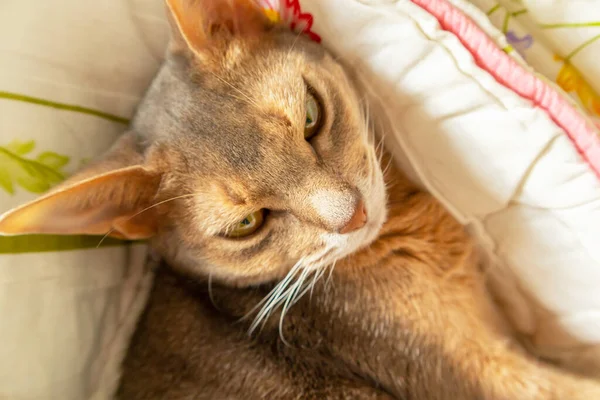 Abyssinian cat. Close up portrait blue abyssinian female cat lying on colorful blanket in daylight. Pretty lazy cat on white pink and green background. Cute kitty looking forward. Yellow eyes big ears