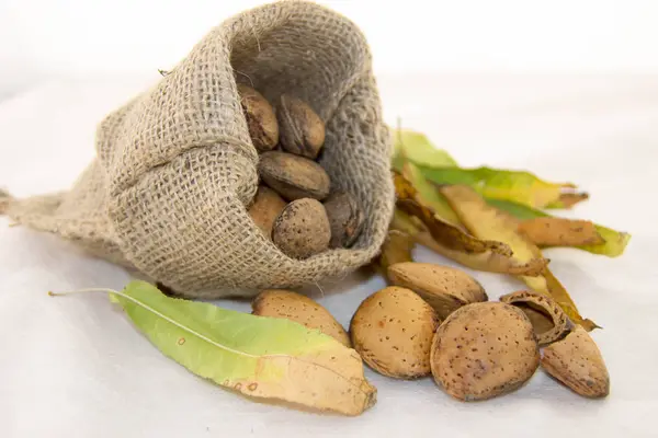 Amandes et feuilles sèches dans un sac rustique sur fond blanc — Photo