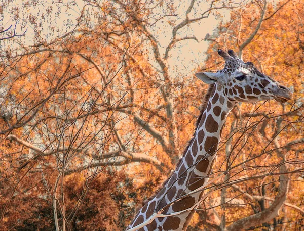 Зоопарке Портрет Жирафа — стоковое фото
