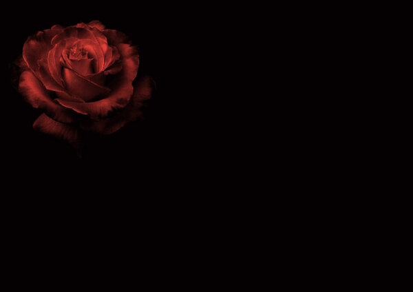 Red rose on black background. Illustration.