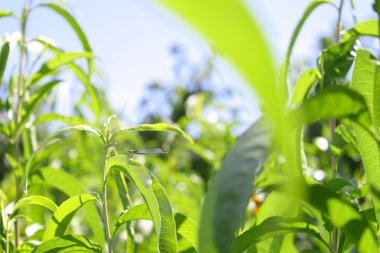 yusufçuk yeşil yaprakları üzerinde