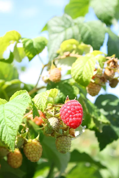 Ahududu Bahçe dallarında üzerinde