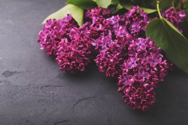 Taze leylak dalları 