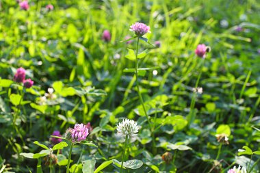 Yeşil çimenlikteki çiçekler