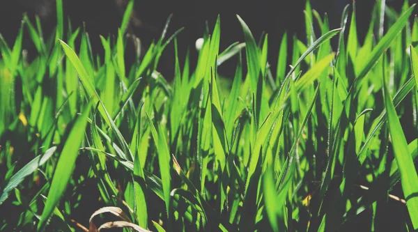 Close Green Grass Growing Soil — Stock Photo, Image