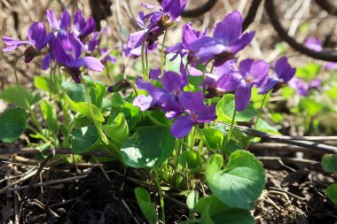 Viola çiçek toprakta büyüyen yakın çekim 